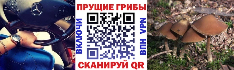 Галлюциногенные грибы прущие грибы  МЕГА зеркало  Петропавловск-Камчатский 